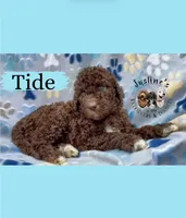 Tide, a female Goldendoodle for sale in Webster, MA – Photo 2 of 5