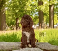 Tide, a female Goldendoodle for sale in Webster, MA – Photo 1 of 5