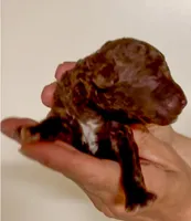 Tide, a female Goldendoodle for sale in Webster, MA – Photo 4 of 5