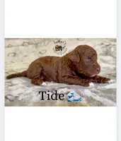 Tide, a female Goldendoodle for sale in Webster, MA – Photo 3 of 5