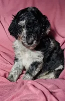 Blizzard , a male Goldendoodle for sale in Webster, MA – Photo 3 of 5