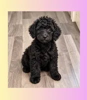 Rosemary, a female Goldendoodle for sale in Webster, MA – 1 of 3