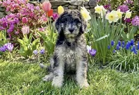 Oregano, a female Goldendoodle for sale in Webster, MA – 2 of 3