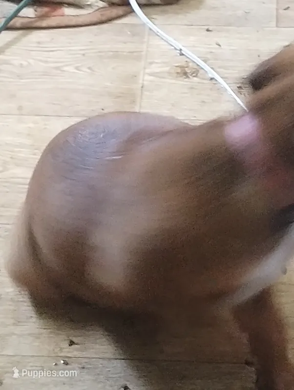 Jelly bean. – American Pit Bull Terrier puppy for sale in Odessa, MO