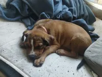 Jelly bean., a female American Pit Bull Terrier for sale in Odessa, MO – 3 of 10