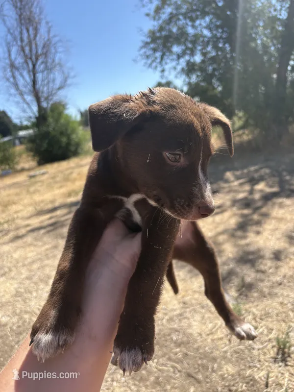 unknown – Border Collie, Labrador Retriever puppy for sale in Twin Falls, ID