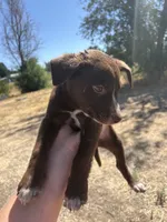 unknown, a male Border Collie and Labrador Retriever for sale in Twin Falls, ID – 1 of 1