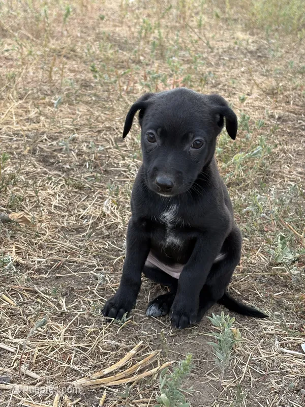 unknown – Border Collie, Labrador Retriever puppy for sale in Twin Falls, ID