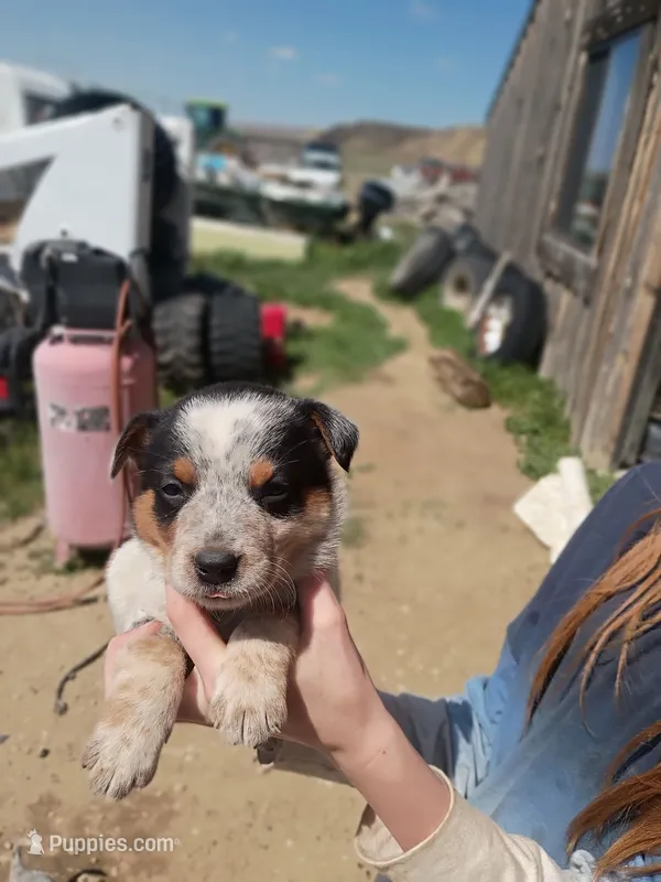 Max – Border Collie puppy for sale in Clearmont, WY