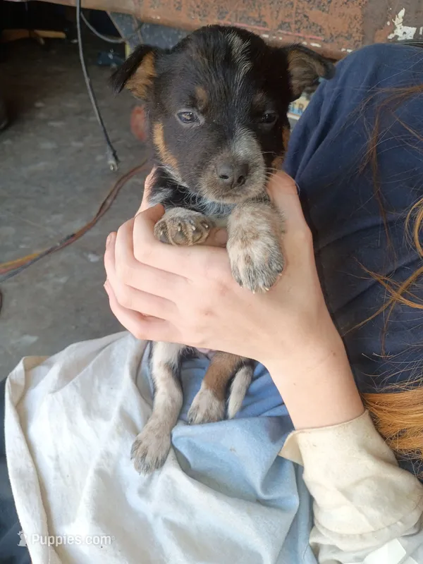 Baby – Border Collie puppy for sale in Clearmont, WY