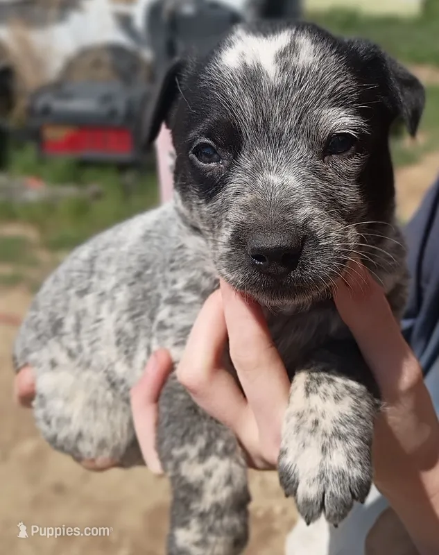 Jack – Border Collie puppy for sale in Clearmont, WY