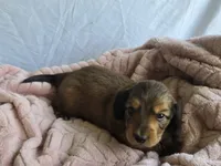 Oakley , a male Miniature Dachshund for sale in Campbellsville, KY – 2 of 5