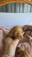 Sunny , a male Miniature Dachshund for sale in Campbellsville, KY – 2 of 9
