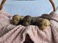 Sunny , a male Miniature Dachshund for sale in Campbellsville, KY – 7 of 9