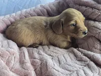 Tulip 🌷 , a female Miniature Dachshund for sale in Campbellsville, KY – 3 of 8