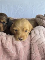 Sunny , a male Miniature Dachshund for sale in Campbellsville, KY – 3 of 9