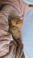 Sunny , a male Miniature Dachshund for sale in Campbellsville, KY – 5 of 9