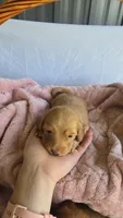 Sunny , a male Miniature Dachshund for sale in Campbellsville, KY – 6 of 9