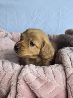 Tulip 🌷 , a female Miniature Dachshund for sale in Campbellsville, KY – 2 of 8
