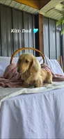 Tulip 🌷 , a female Miniature Dachshund for sale in Campbellsville, KY – 8 of 8