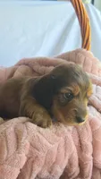 Oakley , a male Miniature Dachshund for sale in Campbellsville, KY – 3 of 5