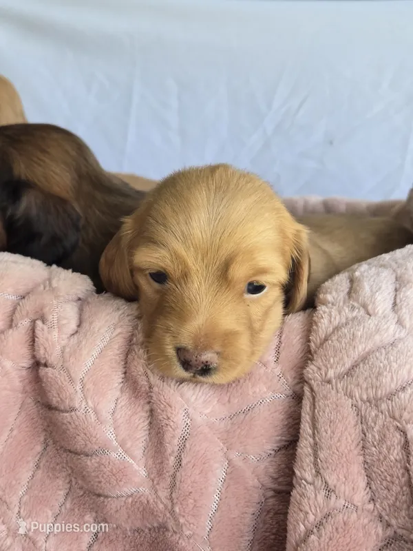 Sunny  – Miniature Dachshund puppy for sale in Campbellsville, KY