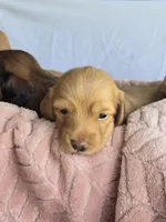 Sunny , a male Miniature Dachshund for sale in Campbellsville, KY – 1 of 9