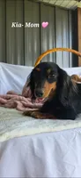 Sunny , a male Miniature Dachshund for sale in Campbellsville, KY – 8 of 9