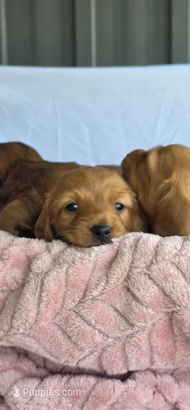 Tulip 🌷  – Miniature Dachshund puppy for sale in Campbellsville, KY