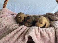 Tulip 🌷 , a female Miniature Dachshund for sale in Campbellsville, KY – 5 of 8