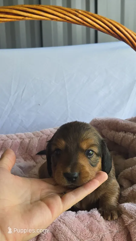 Oakley  – Miniature Dachshund puppy for sale in Campbellsville, KY