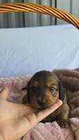 Oakley , a male Miniature Dachshund for sale in Campbellsville, KY – 1 of 5