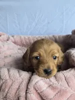 Tulip 🌷 , a female Miniature Dachshund for sale in Campbellsville, KY – 4 of 8