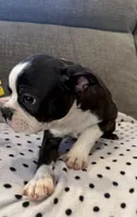 Teddy, a male Boston Terrier for sale in East Brunswick, NJ – Photo 1 of 3