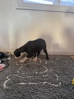 Teddy, a male Boston Terrier for sale in East Brunswick, NJ – Photo 3 of 3