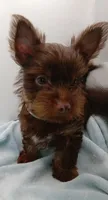 AKC Chocolate and Tan male, a male Yorkshire Terrier for sale in Silver Spring, MD – 6 of 10