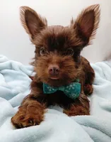 AKC Chocolate and Tan male, a male Yorkshire Terrier for sale in Silver Spring, MD – 10 of 10