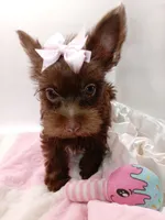 AKC Chocolate Yorkie Female, a female Yorkshire Terrier for sale in Silver Spring, MD – 4 of 7