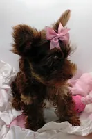 AKC Chocolate and Tan Female, a female Yorkshire Terrier for sale in Silver Spring, MD – 2 of 9