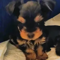 AKC Black and Tan, a male Yorkshire Terrier for sale in Silver Spring, MD – Photo 7 of 8