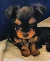 AKC Black and Tan, a male Yorkshire Terrier for sale in Silver Spring, MD – Photo 7 of 8