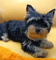 AKC Black and Tan, a male Yorkshire Terrier for sale in Silver Spring, MD – 3 of 4