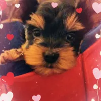 AKC Black and Tan, a male Yorkshire Terrier for sale in Silver Spring, MD – Photo 1 of 8