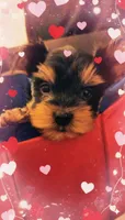 AKC Black and Tan, a male Yorkshire Terrier for sale in Silver Spring, MD – Photo 1 of 8