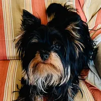 AKC Black and Tan, a male Yorkshire Terrier for sale in Silver Spring, MD – Photo 8 of 8