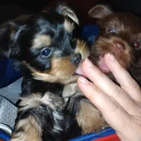 AKC Black and Tan, a male Yorkshire Terrier for sale in Silver Spring, MD – Photo 6 of 8