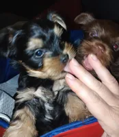 AKC Black and Tan, a male Yorkshire Terrier for sale in Silver Spring, MD – Photo 6 of 8