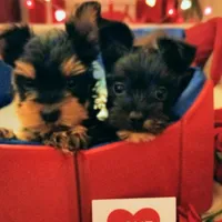 AKC Black and Tan, a male Yorkshire Terrier for sale in Silver Spring, MD – Photo 2 of 8