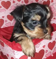 AKC Black and Tan, a male Yorkshire Terrier for sale in Silver Spring, MD – Photo 3 of 8