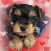 AKC Black and Tan, a male Yorkshire Terrier for sale in Silver Spring, MD – Photo 5 of 8